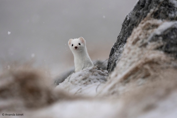 Produktbild Sony FE 400-800mm F6.3-8 G OSS (Sony E, Vollformat)