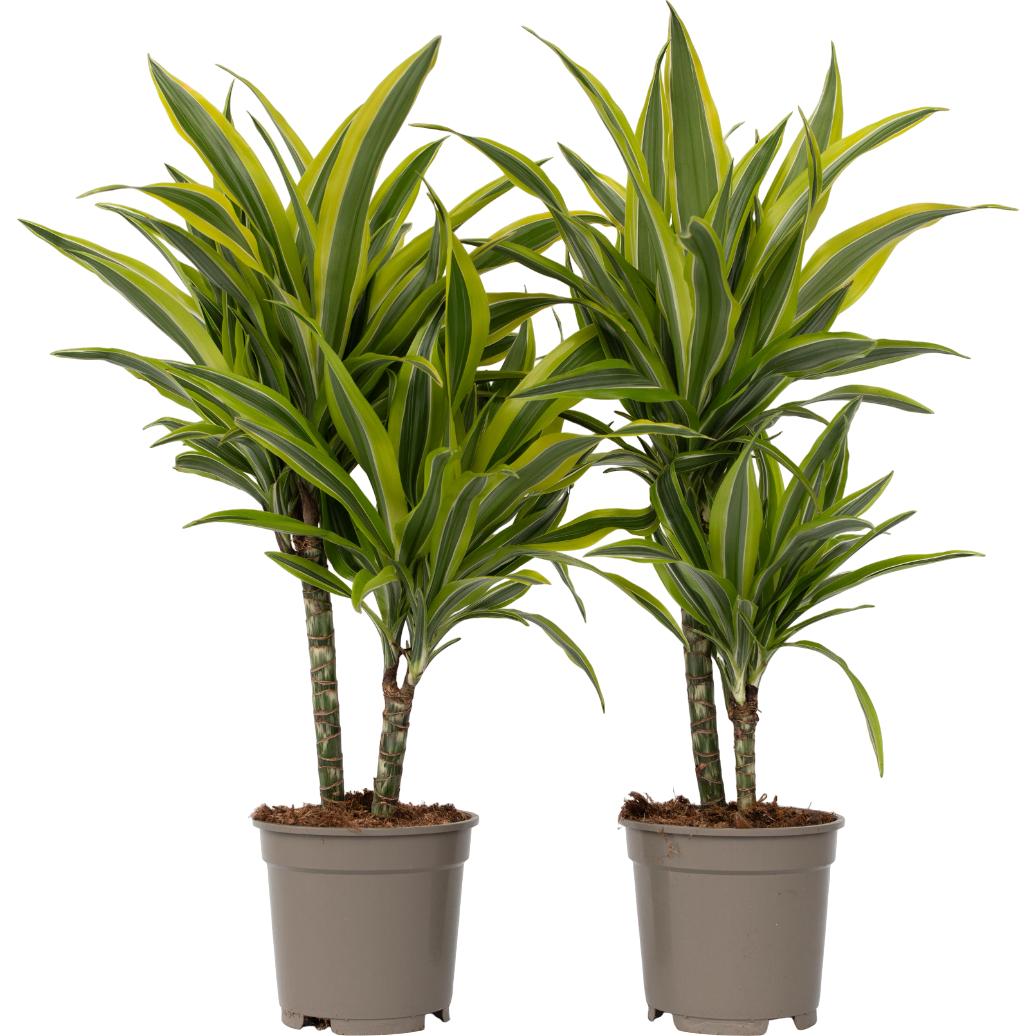 Plant in a Box, Pflanzen, Dracaena fragrans Deremensis Lemon Lime - (60 cm)
