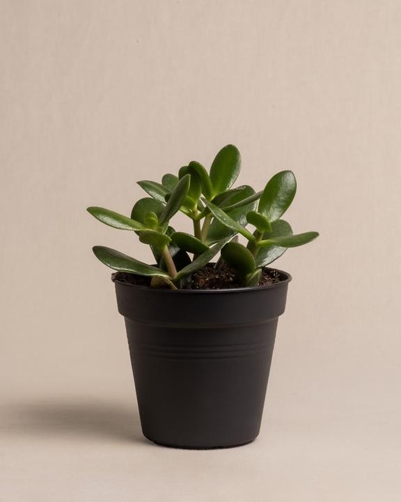 Produktbild feey Geldbaum (15 cm, Frisch umgetopft)