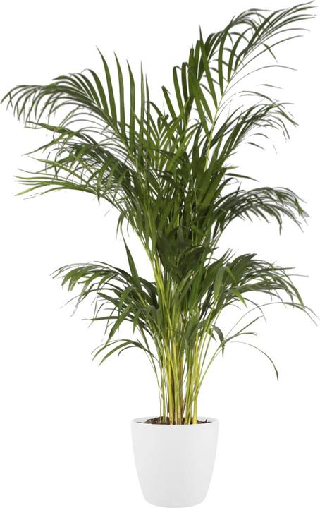 Produktbild Elho Brussels (16 cm)
