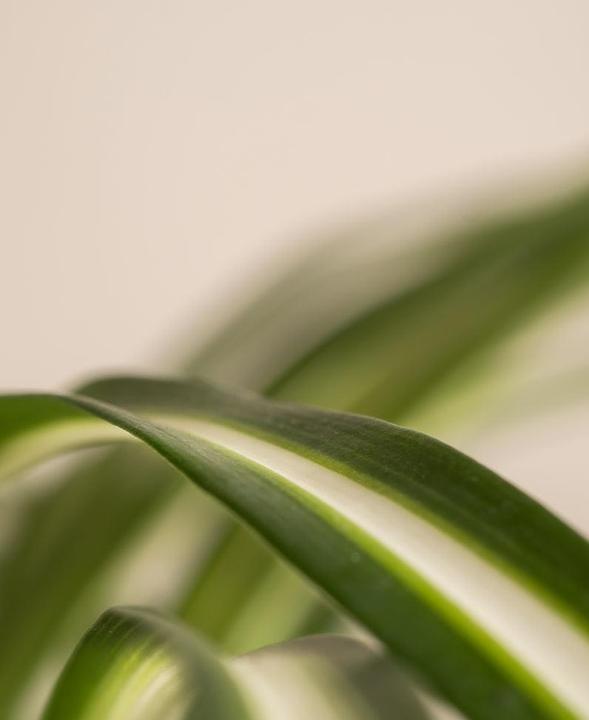 Immagine prodotto feey Grünlilie (15 cm, Appena rinvasata)