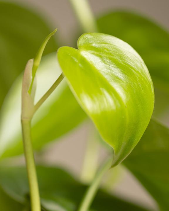 Image du produit feey Philodendron scandens (10 cm, Fraîchement rempotés)