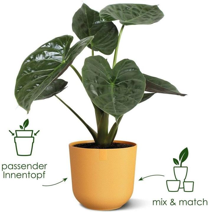 Actual product image Elho Jazz (26 x 24 cm)