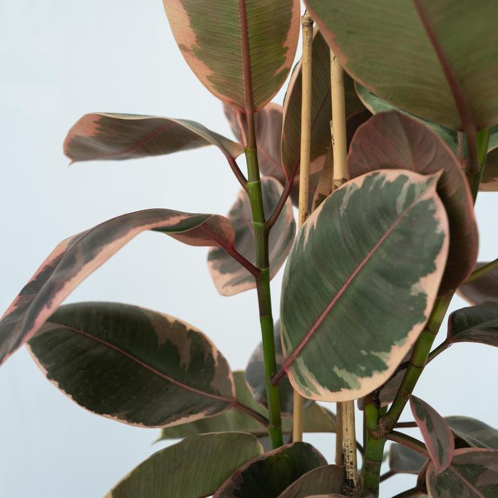 Produktbild Plant in a Box Ficus Elastica Belize - Gummibaum (75 cm)