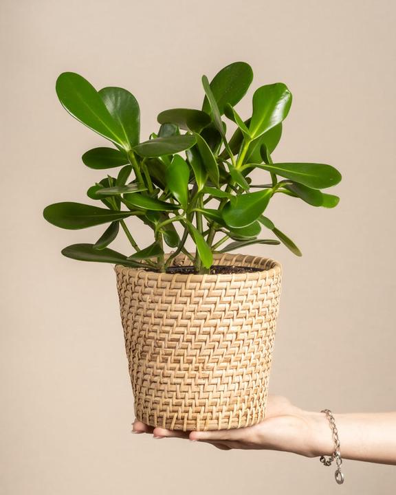 Produktbild feey Clusia rosea 'Princess' (30 cm, Frisch umgetopft)