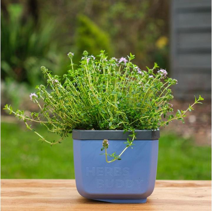 Produktbild Gusta Garden Herbs Buddy (14.90 x 16.30 x 14.50 cm)