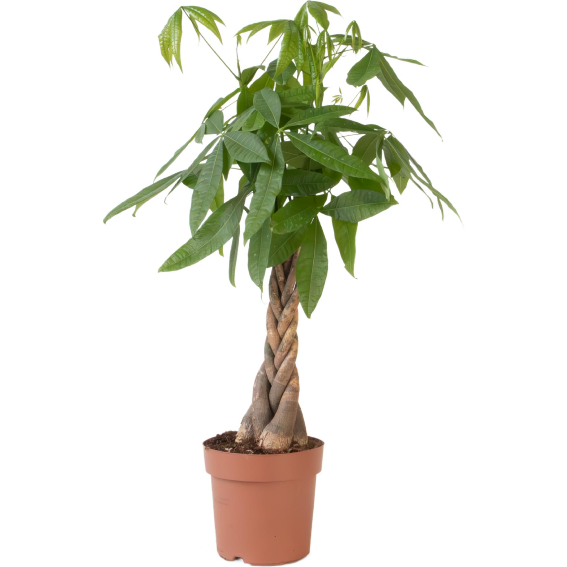 Plant in a Box, Pflanzen, Pachira Aquatica - Geldbaum (110 cm)