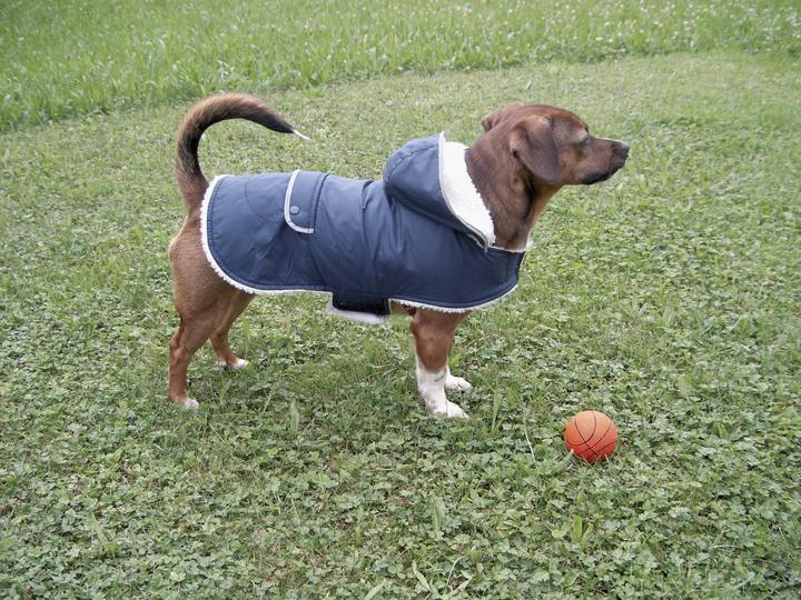 Produktbild Kerbl Teddy (27, Hundemantel)