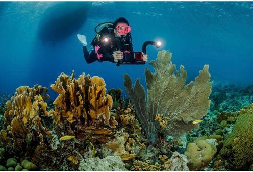 Immagine prodotto Sealife Braccio flessibile Flex & Connect