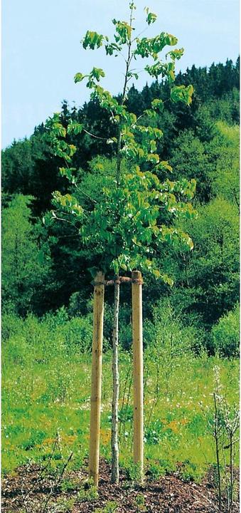 Actual product image Neogard Tree stake, green