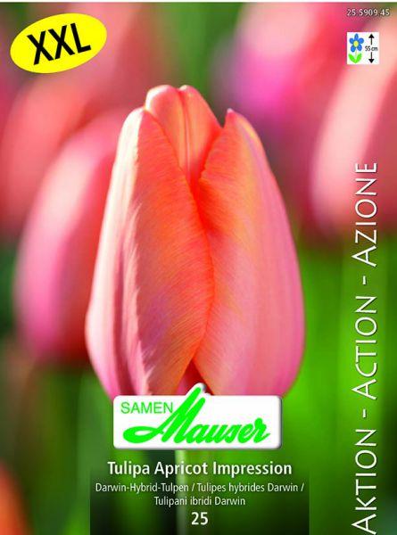 Produktbild Samen Mauser Tulpe Apricot Impression Aktion (Blumensamen)