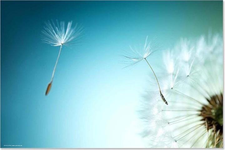 CoverYourDesk Schreibtischunterlage Flower (60 x 40 cm)