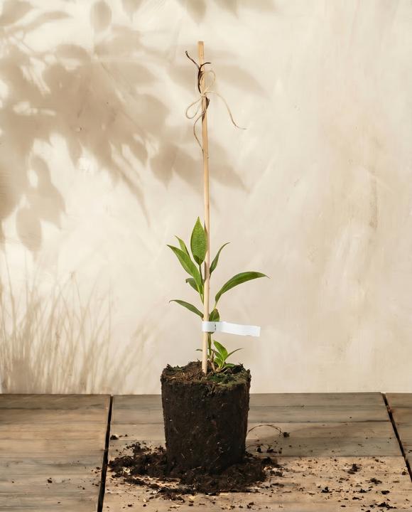 feey Mini-Kiwi (500 cm)