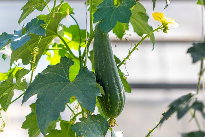 Actual product image Zollinger Bio Schwammkürbis (Luffa), Spongy (Vegetable seeds)