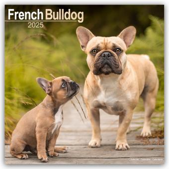 Actual product image French Bulldog - French Bulldogs 2024 - 16 Month Calendar (305 x 305 mm)