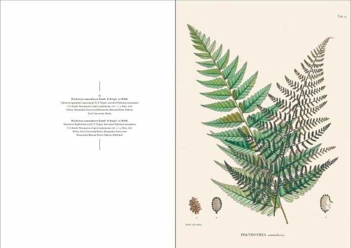 Produktbild Alexander von Humboldt und die botanische Erforschung Amerikas (Deutsch, H. Walter Lack, 2018)