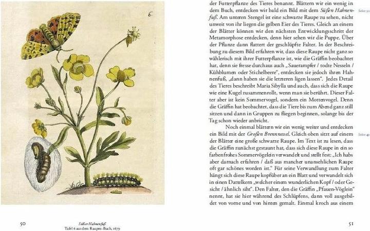 Produktbild Maria Sibylla Merians Reise zu den Schmetterlingen (Deutsch, Boris Friedewald, 2015)
