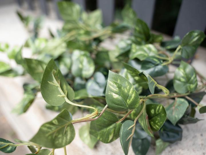 Actual product image Europalms Pothos bush Classic (60 cm)