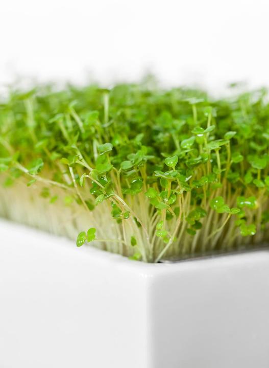 Produktbild Heimgart Rauke (Keimlinge)