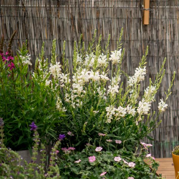 Produktbild Säntispracht Prachtkerze im Korb - Gaura lindheimeri 'Weiss' (50 cm)