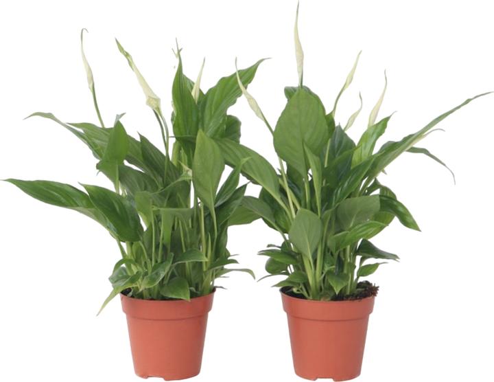 Actual product image Plant in a Box Spathiphyllum 'Torelli' - Set of 6 Peace Lily (30 cm)