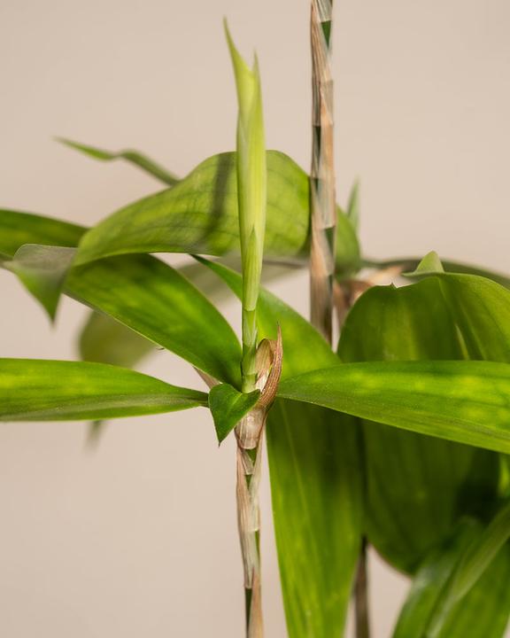 Actual product image feey Bambus-Drachenbaum (45 cm, Freshly repotted)