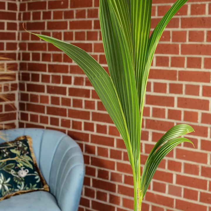 Actual product image Flowerbox Coconut palm - Cocos nucifera (100 cm)