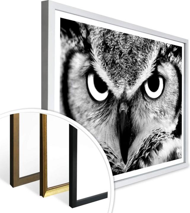 Produktbild Trenddeko Stolze Eule (40 x 30 cm)