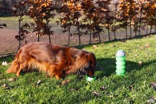 Image du produit Beeztees Gourde (0.55 l)