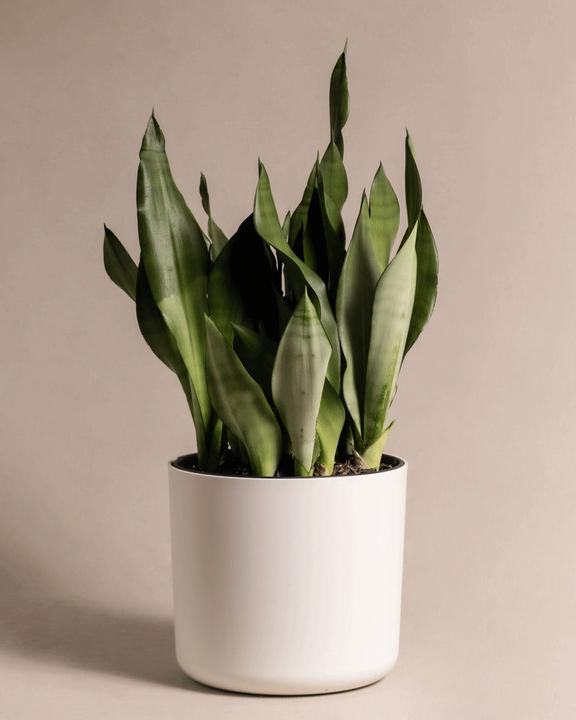 Actual product image feey Lumi (25.20 cm)
