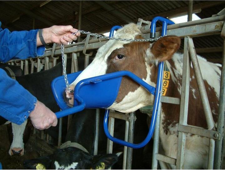 Actual product image Kerbl Vink headrest for cows