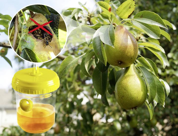 Actual product image Gardigo 66645INT Lockstoff Wespenfalle (Ø x H) 9.5 cm x 12.7 cm Transparent, G