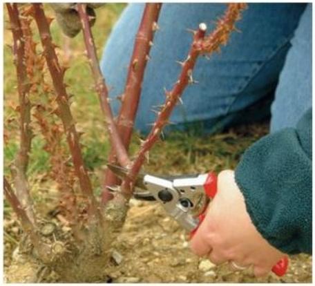 Produktbild Felco Gartenschere
