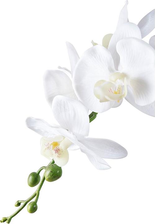 Actual product image House Nordic Orchid (47 cm)