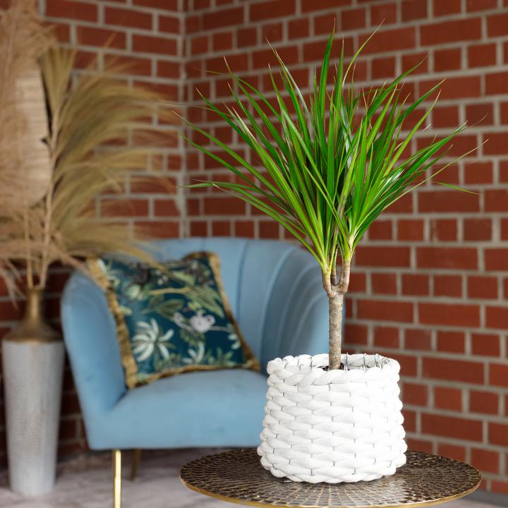 Produktbild Flowerbox Drachenbaum - Dracaena Marginata (35 cm)