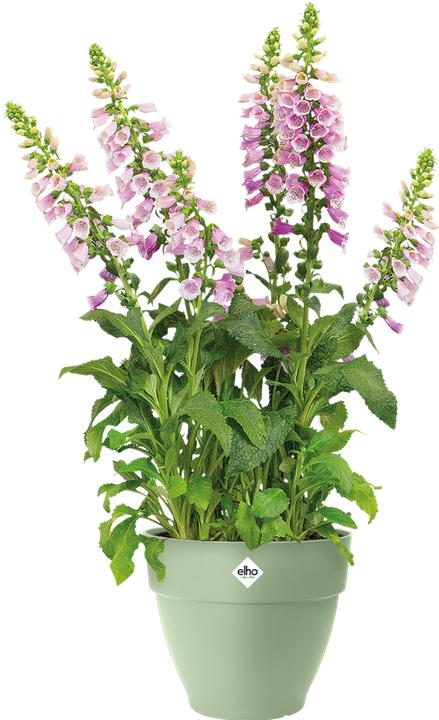 Actual product image Elho Vibia Campana (30 x 26 cm)