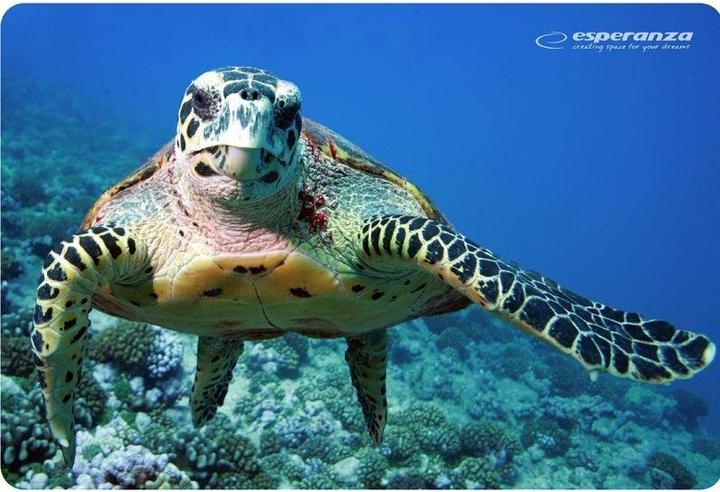 Produktbild Esperanza EA133 (S)