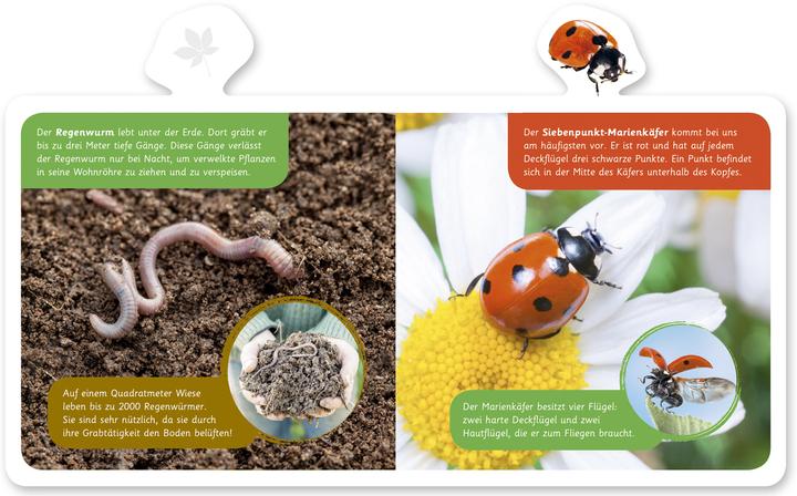 Produktbild Tiere im Garten (Deutsch, Hannah Kastenhuber, 2018)