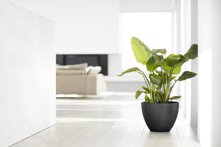 Actual product image Ecopots Antwerp (40 cm)