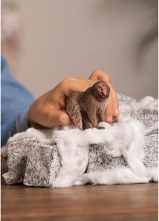 Actual product image Schleich Japanese macaque