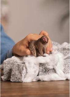 Immagine prodotto Schleich Macaco giapponese