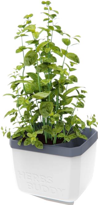 Actual product image Gusta Garden Herbs Buddy (16 x 14 x 13 cm)