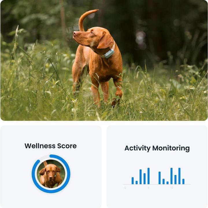 Immagine prodotto Tractive GPS Tracker Dog 6 (Cane)