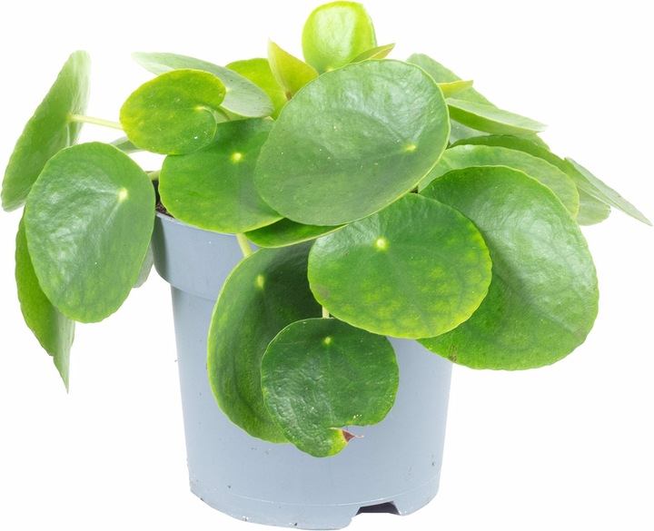 Produktbild Flowerbox Ufopflanze - Pilea peperomioides (20 cm)