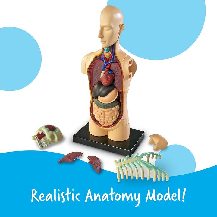 Produktbild Learning Resources LER3336 Anatomie-Modell Körper