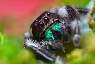 Immagine prodotto Venus Optic Lunghezza focale fissa Laowa 85 mm f/5.6 2X APO - Nikon Z (Nikon Z, Full frame)