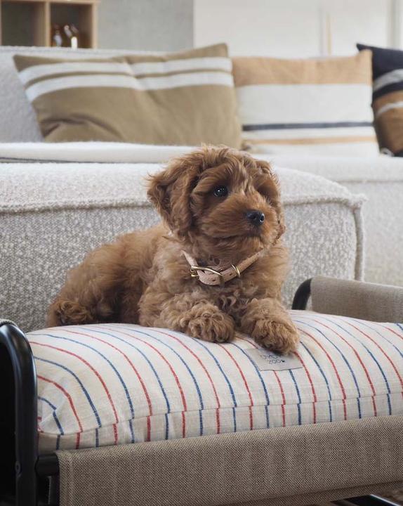 Immagine prodotto OYOY Zoo ZOO - Letto per cani Milo Medio - Beige/Nero (Z60017) (Cane)