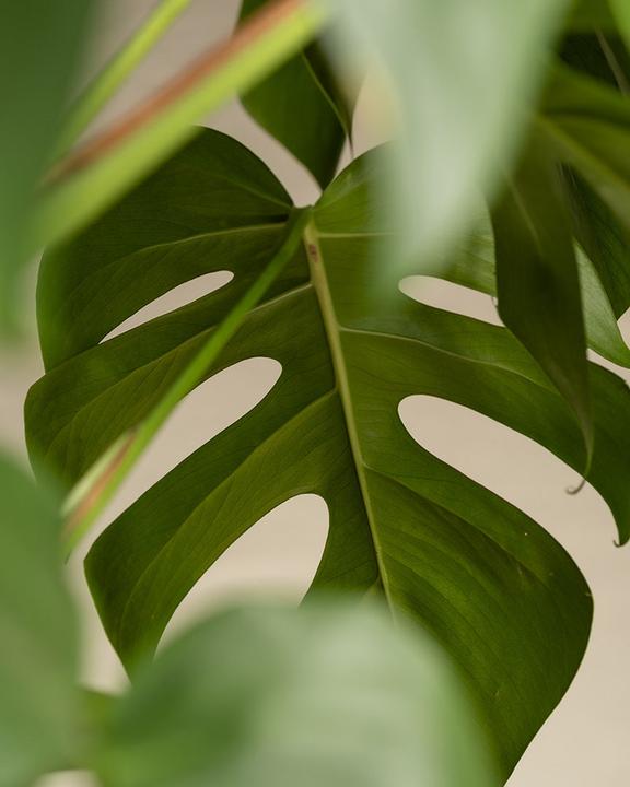 Image du produit feey Monstera XL (120 cm, Fraîchement rempotés)