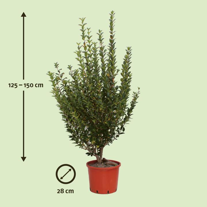Image du produit Zulauf Ovalblättriger Liguster / Ligustrum ovalifolium (150 cm)
