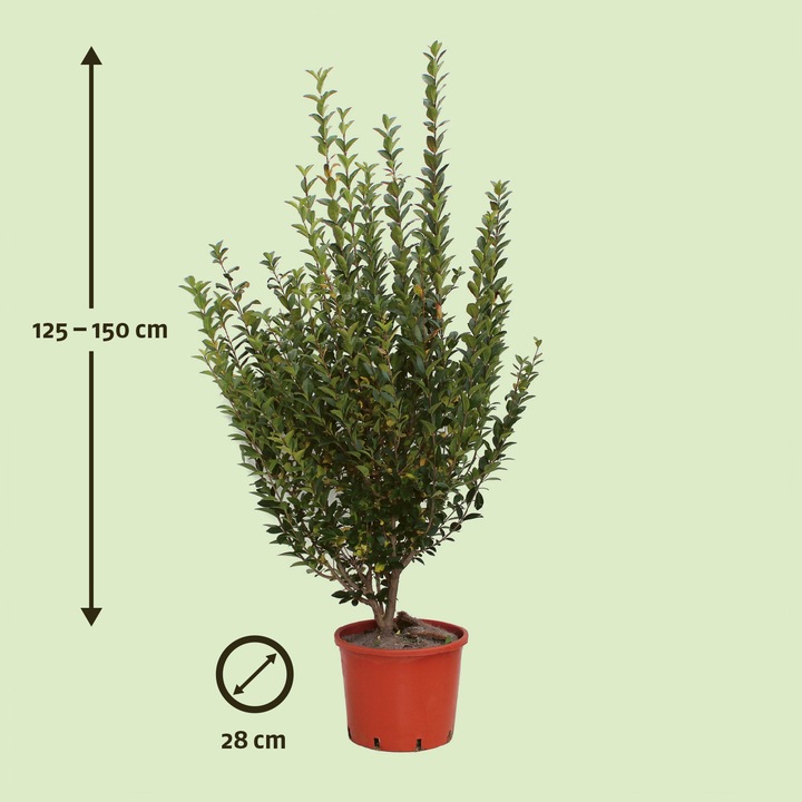 Produktbild Zulauf Ovalblättriger Liguster / Ligustrum ovalifolium (150 cm)